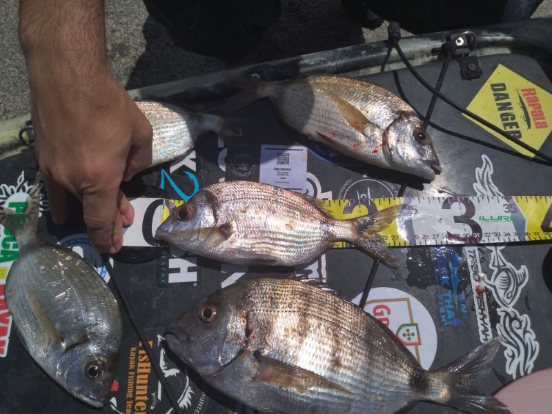 Fish Measure Picture